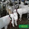online qurbani bakra (goat)