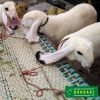 online qurbani dumba (sheep)