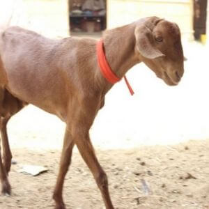 online qurbani in pakistan hygienic