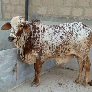 online qurbani in pakistan karachi