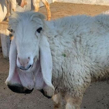 online qurbani sheep (dumba) karachi